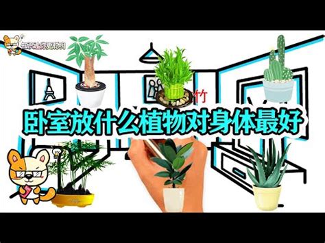 房間放什麼花